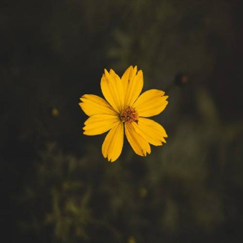  خط کشیدم دورم خودم خودم موندم و خودم کلا